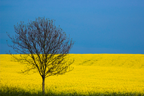 Basildon Image