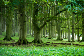 Trowbridge Image